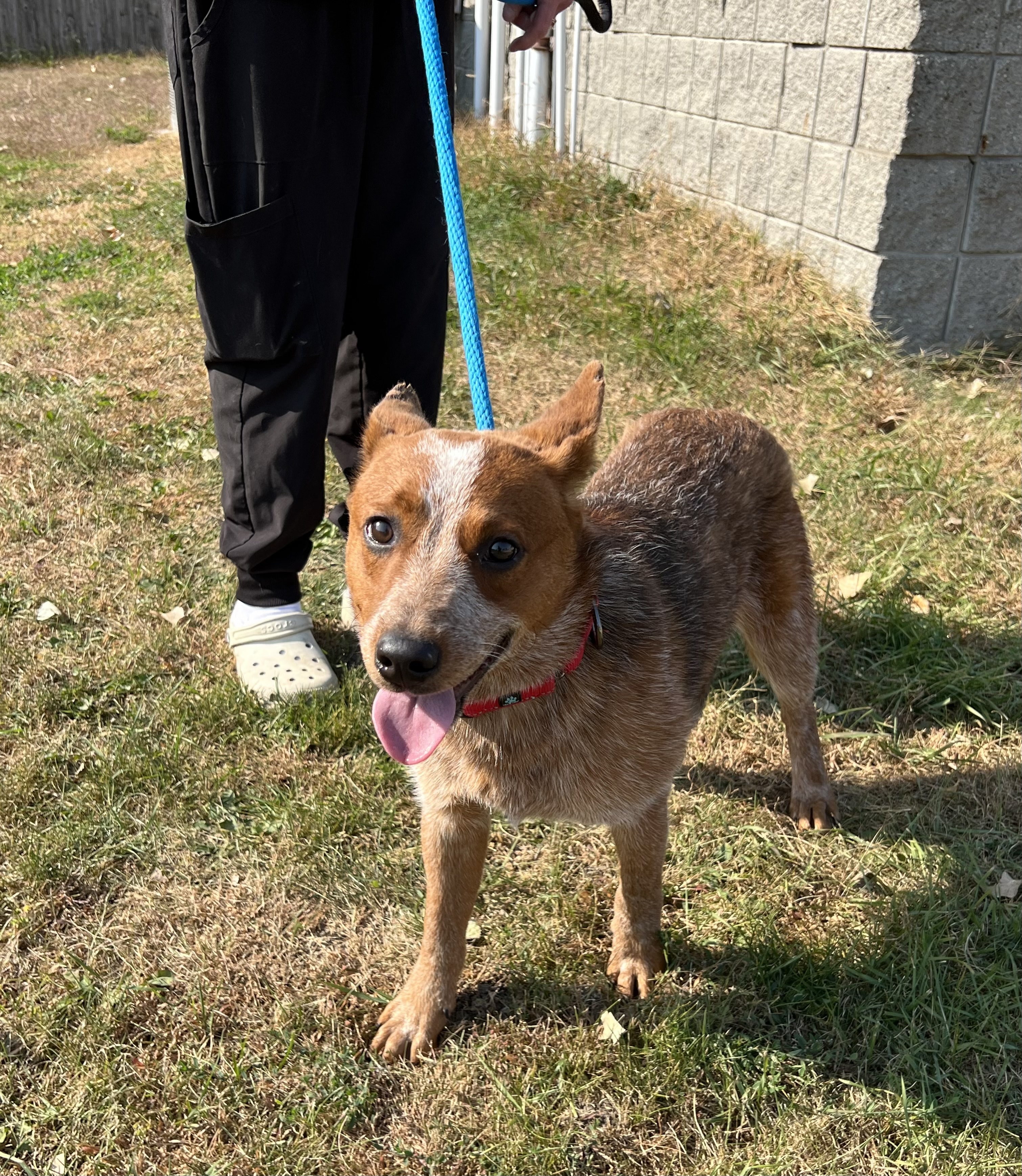 Judd, an adoptable Australian Cattle Dog / Blue Heeler, Mixed Breed in Fergus Falls, MN, 56537 | Photo Image 2