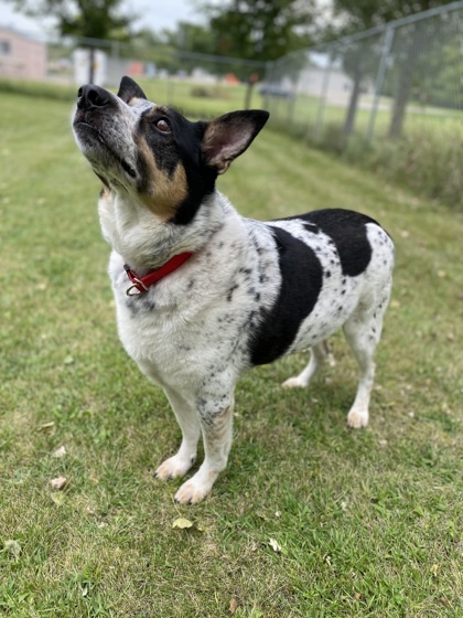 Dyson, an adoptable Cattle Dog, Mixed Breed in Fergus Falls, MN, 56537 | Photo Image 1
