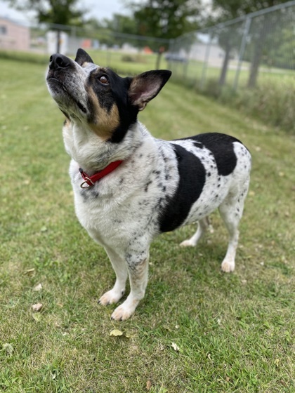 Dyson, an adoptable Cattle Dog, Mixed Breed in Fergus Falls, MN, 56537 | Photo Image 2