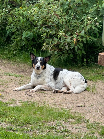 Dyson, an adoptable Cattle Dog, Mixed Breed in Fergus Falls, MN, 56537 | Photo Image 3