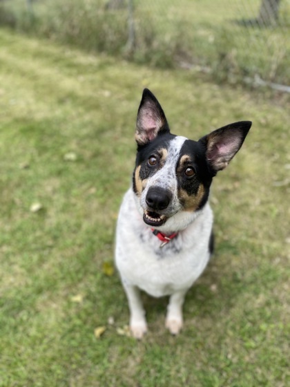 Dyson, an adoptable Cattle Dog, Mixed Breed in Fergus Falls, MN, 56537 | Photo Image 3
