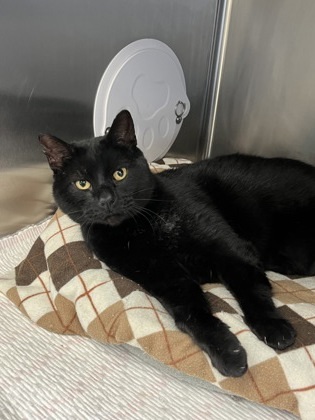 Harold, an adoptable Domestic Short Hair in Fergus Falls, MN, 56537 | Photo Image 1