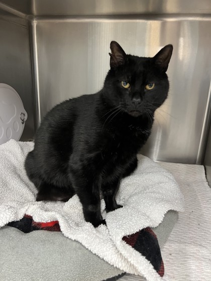 Harold, an adoptable Domestic Short Hair in Fergus Falls, MN, 56537 | Photo Image 2