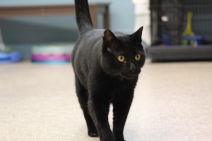 Harold, an adoptable Domestic Short Hair in Fergus Falls, MN, 56537 | Photo Image 3