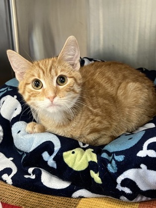 Bolt, an adoptable Domestic Short Hair in Fergus Falls, MN, 56537 | Photo Image 1