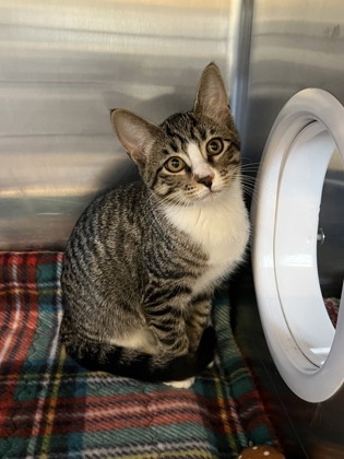 Peach, an adoptable Domestic Short Hair in Fergus Falls, MN, 56537 | Photo Image 1