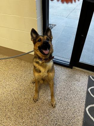 Freya, an adoptable German Shepherd Dog, Mixed Breed in Fergus Falls, MN, 56537 | Photo Image 2