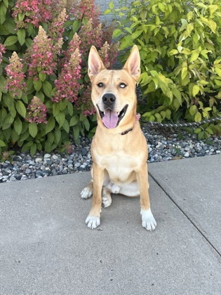 Levi, an adoptable Akita, Mixed Breed in Fergus Falls, MN, 56537 | Photo Image 1