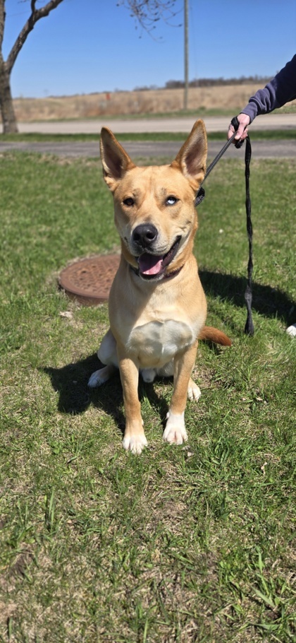Levi, an adoptable Akita, Siberian Husky in Fergus Falls, MN, 56537 | Photo Image 1