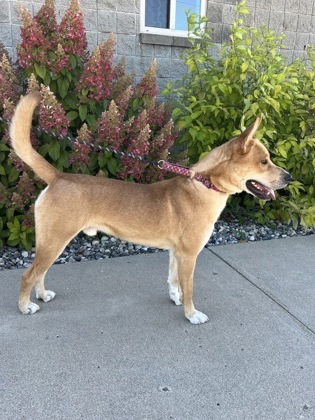 Levi, an adoptable Akita, Mixed Breed in Fergus Falls, MN, 56537 | Photo Image 2