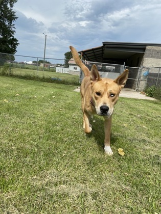 Levi, an adoptable Akita, Mixed Breed in Fergus Falls, MN, 56537 | Photo Image 3