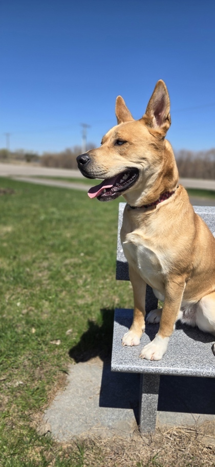 Levi, an adoptable Akita, Siberian Husky in Fergus Falls, MN, 56537 | Photo Image 3