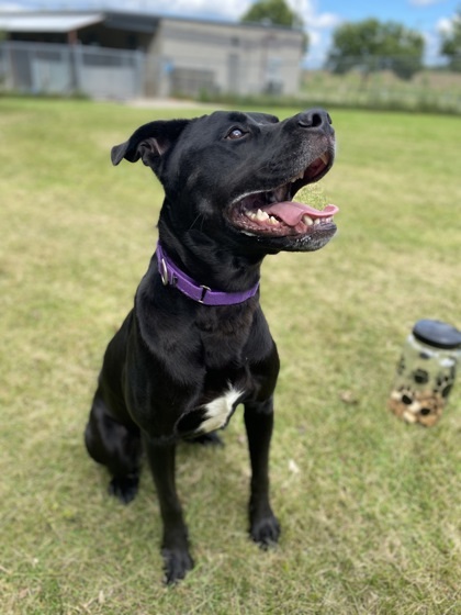 Goose, an adoptable Labrador Retriever, Mixed Breed in Fergus Falls, MN, 56537 | Photo Image 1