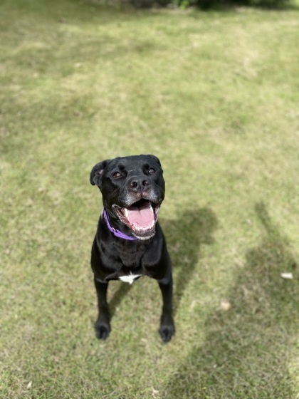 Goose, an adoptable Labrador Retriever, Mixed Breed in Fergus Falls, MN, 56537 | Photo Image 2