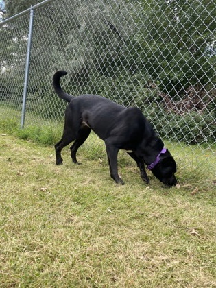 Goose, an adoptable Labrador Retriever, Mixed Breed in Fergus Falls, MN, 56537 | Photo Image 3