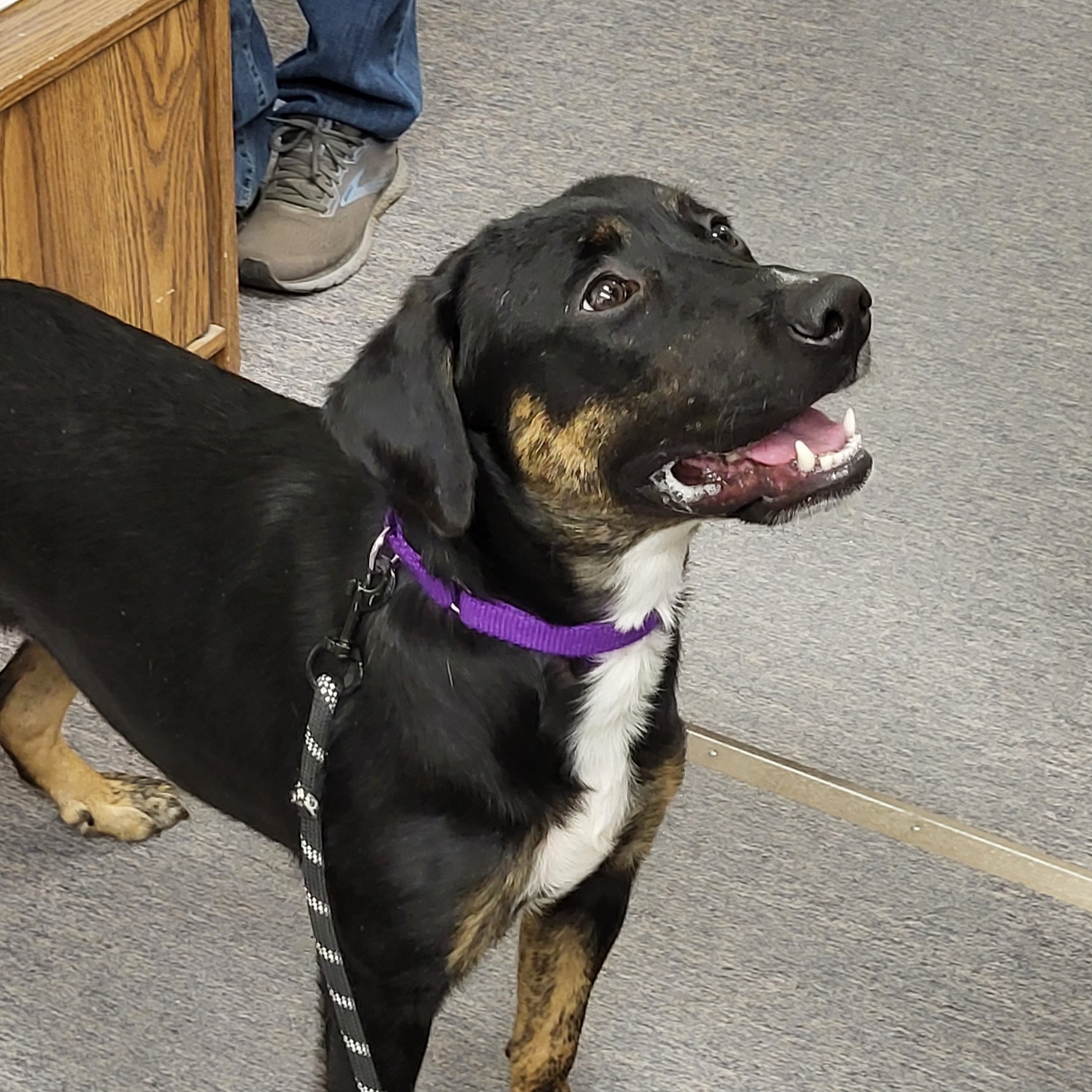 Harley, an adoptable Hound, Mixed Breed in Fergus Falls, MN, 56537 | Photo Image 1