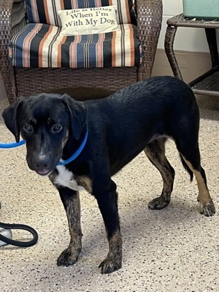 Harley, an adoptable Hound, Mixed Breed in Fergus Falls, MN, 56537 | Photo Image 2