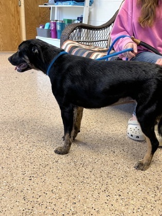 Harley, an adoptable Hound, Mixed Breed in Fergus Falls, MN, 56537 | Photo Image 3