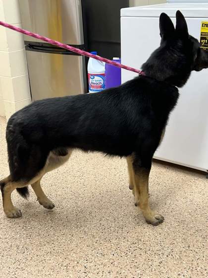 Jared, an adoptable German Shepherd Dog, Mixed Breed in Fergus Falls, MN, 56537 | Photo Image 2