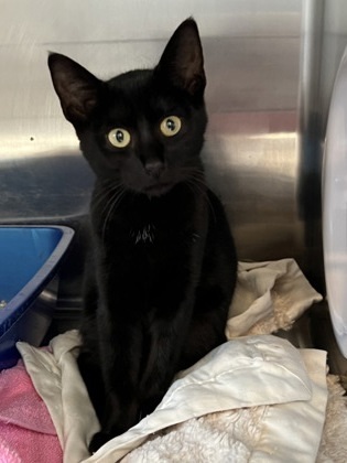Kali, an adoptable Domestic Short Hair in Fergus Falls, MN, 56537 | Photo Image 2