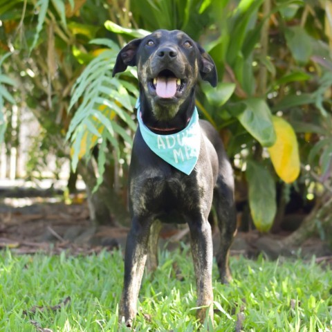 Burton, an adoptable Mixed Breed in Kailua Kona, HI, 96740 | Photo Image 1