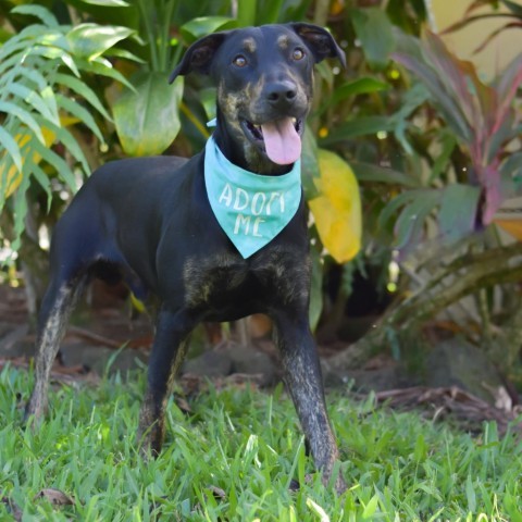 Burton, an adoptable Mixed Breed in Kailua Kona, HI, 96740 | Photo Image 2