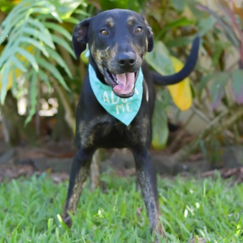 Burton, an adoptable Mixed Breed in Kailua Kona, HI, 96740 | Photo Image 3