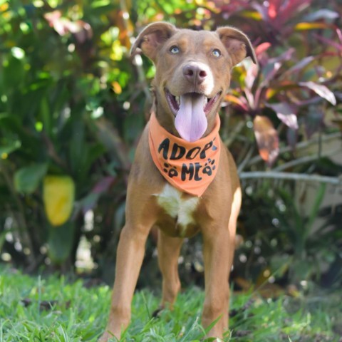 Weasley, an adoptable Mixed Breed in Kailua Kona, HI, 96740 | Photo Image 1