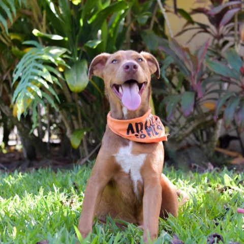 Weasley, an adoptable Mixed Breed in Kailua Kona, HI, 96740 | Photo Image 2