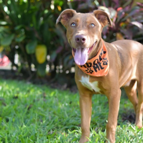 Weasley, an adoptable Mixed Breed in Kailua Kona, HI, 96740 | Photo Image 4