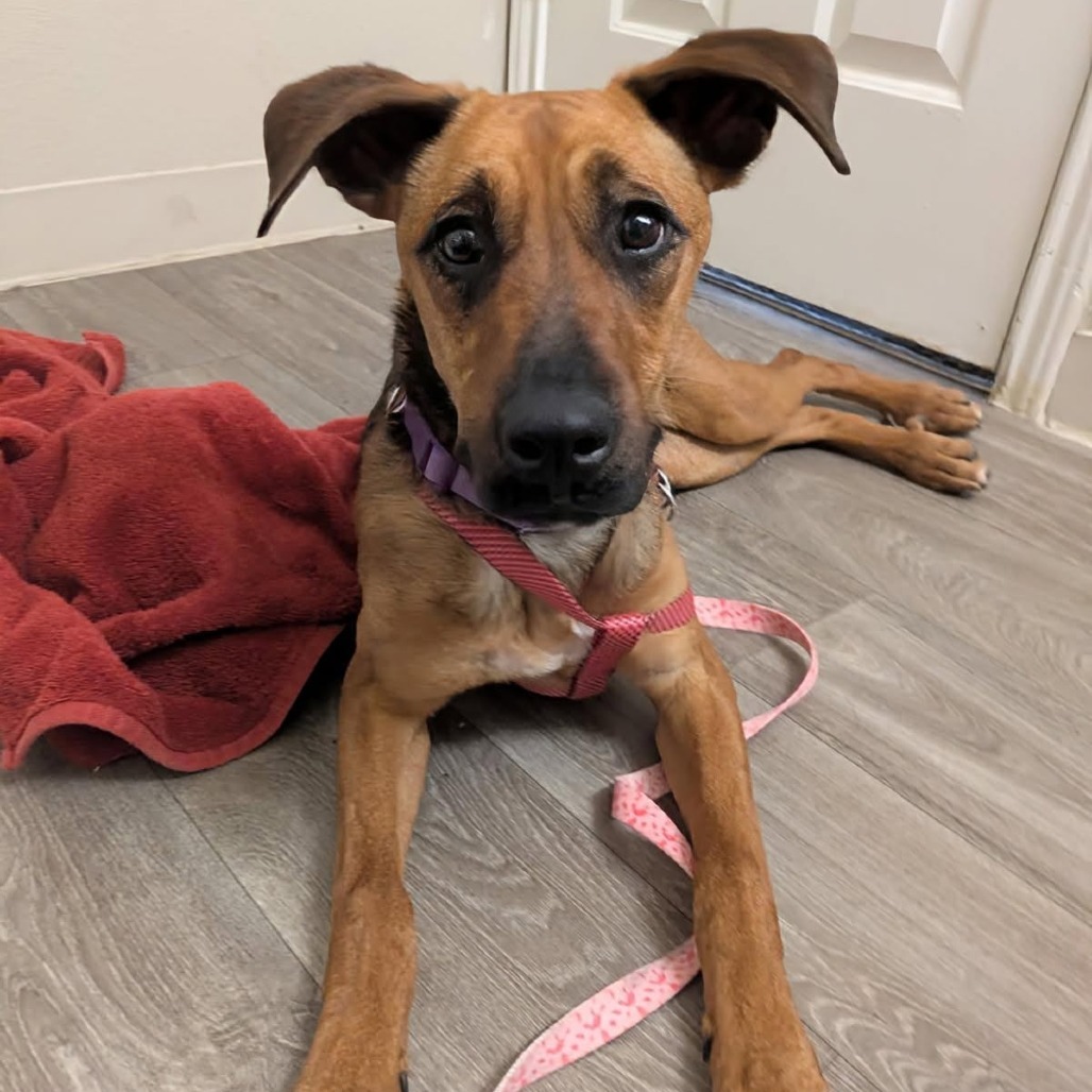 Tallulah, an adoptable Mixed Breed in Las Cruces, NM, 88012 | Photo Image 1