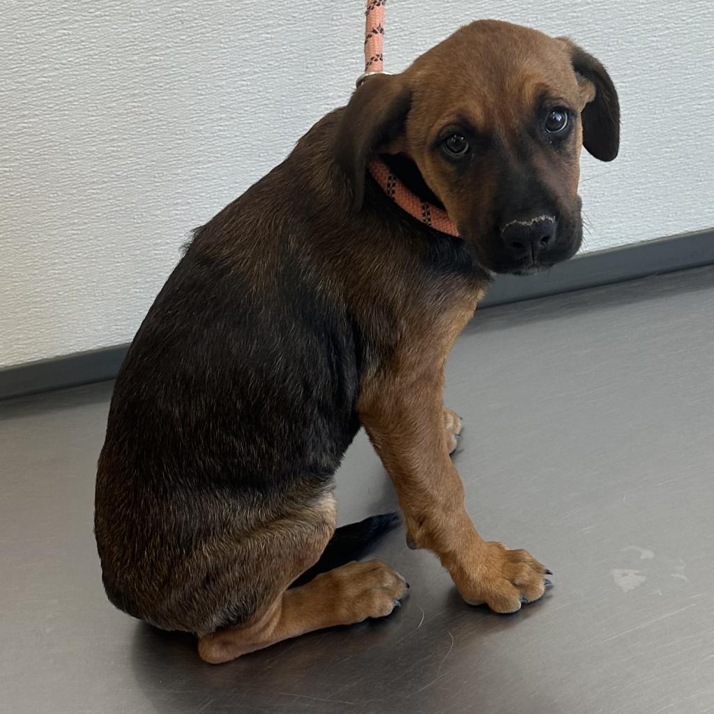 Tallulah, an adoptable Mixed Breed in Las Cruces, NM, 88012 | Photo Image 2