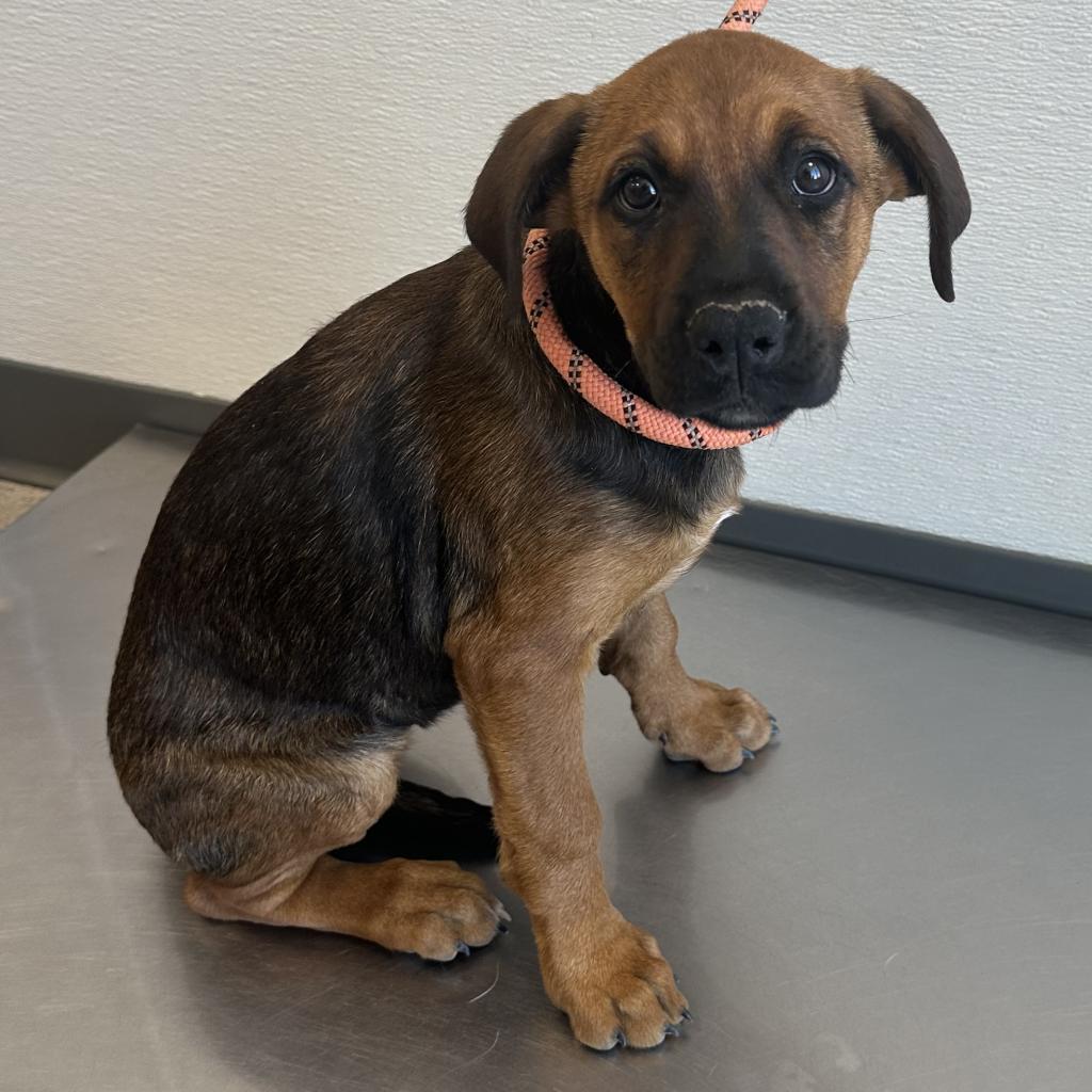 Tallulah, an adoptable Mixed Breed in Las Cruces, NM, 88012 | Photo Image 3