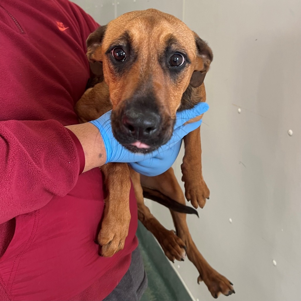 Tallulah, an adoptable Mixed Breed in Las Cruces, NM, 88012 | Photo Image 4