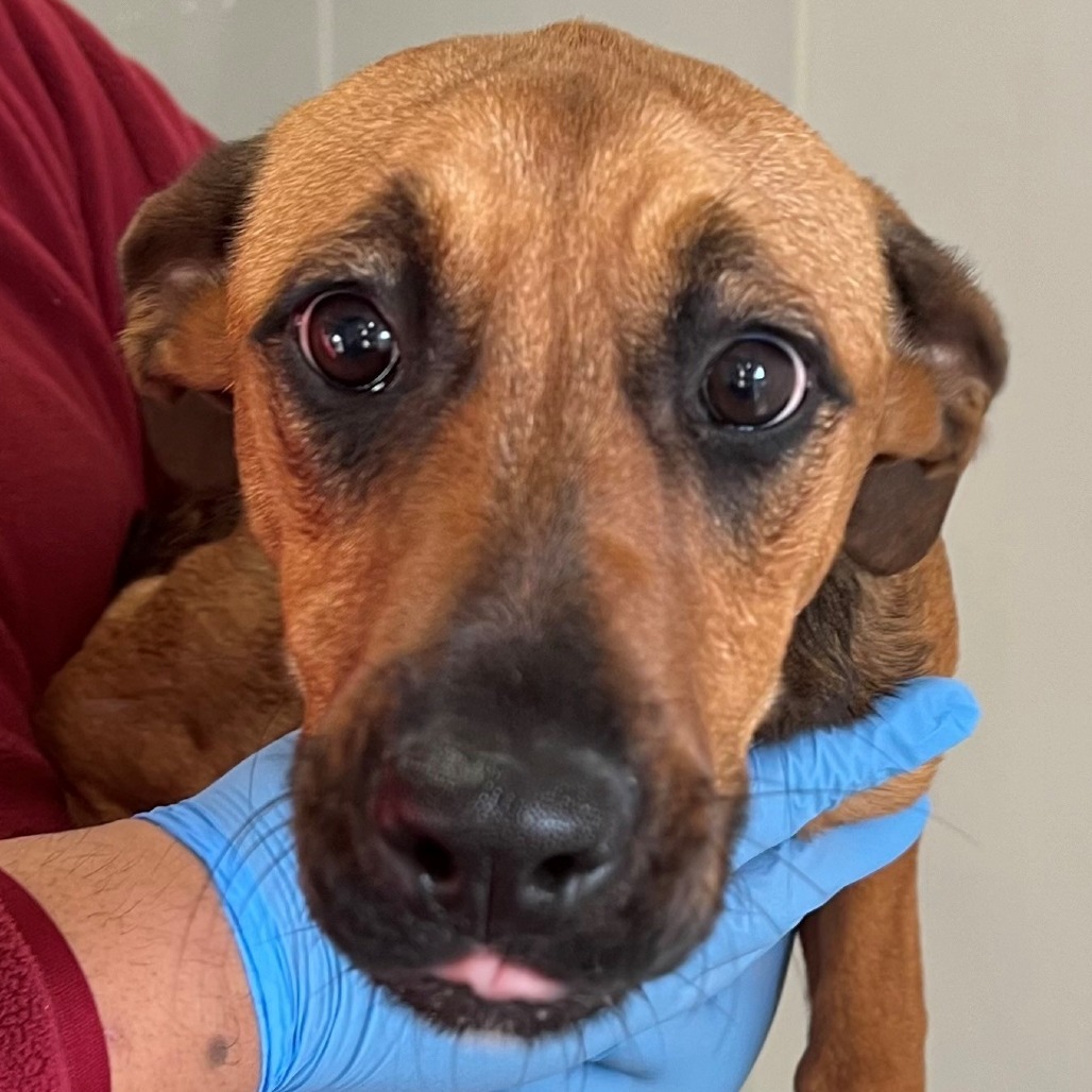 Tallulah, an adoptable Mixed Breed in Las Cruces, NM, 88012 | Photo Image 5