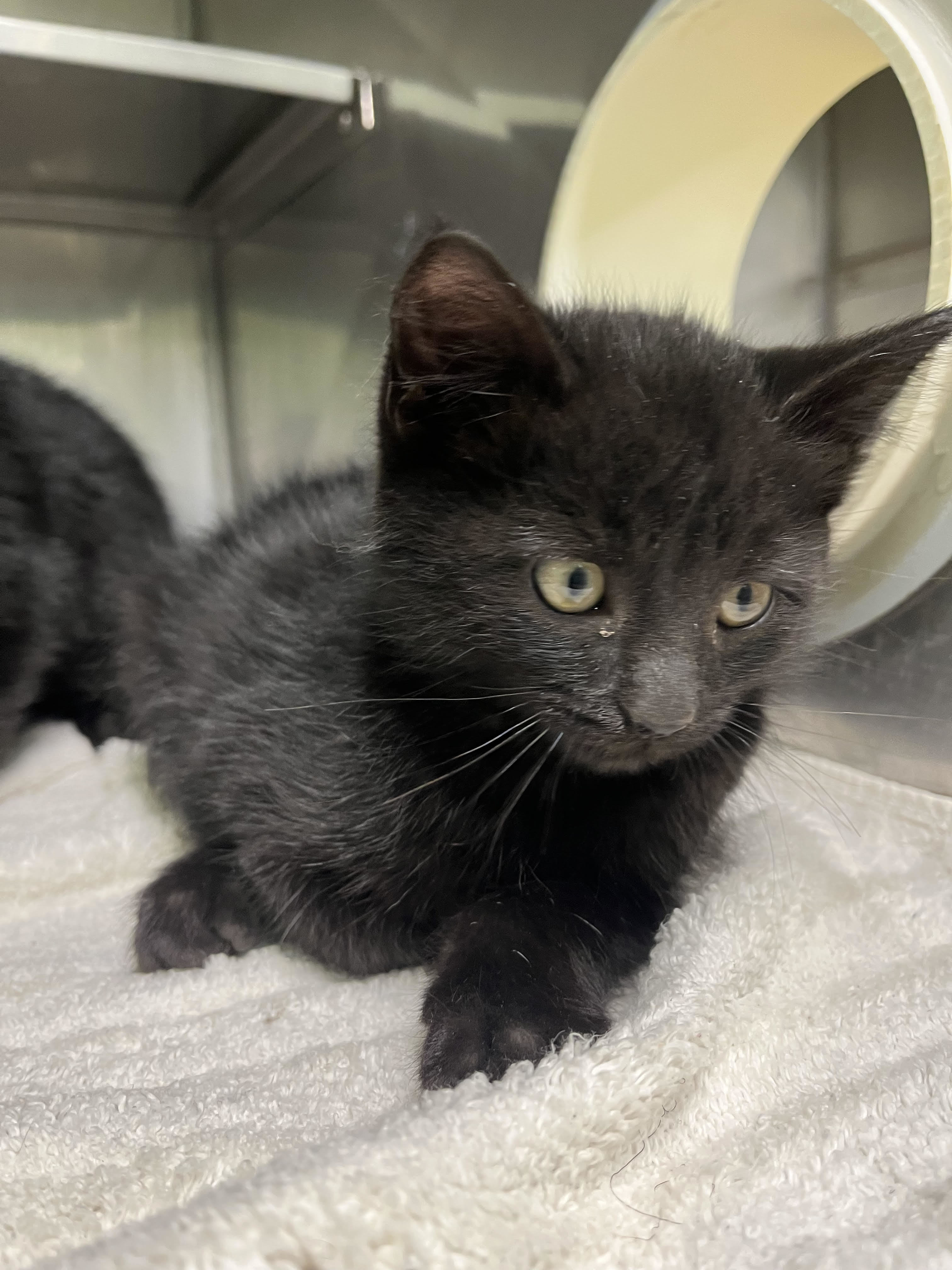 Meenie, an adoptable Domestic Short Hair in Durango, CO, 81301 | Photo Image 1