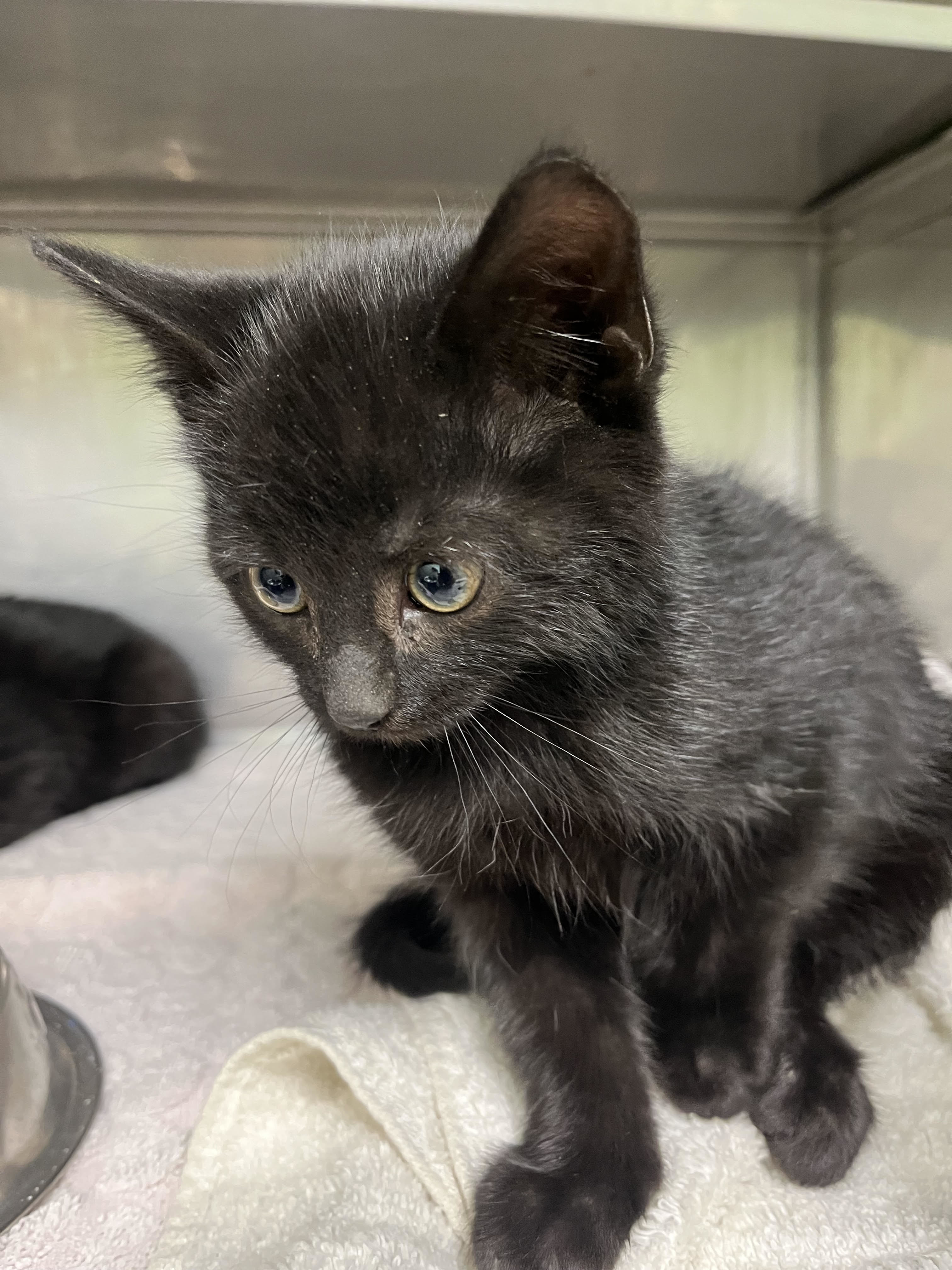 Eenie, an adoptable Domestic Short Hair in Durango, CO, 81301 | Photo Image 1