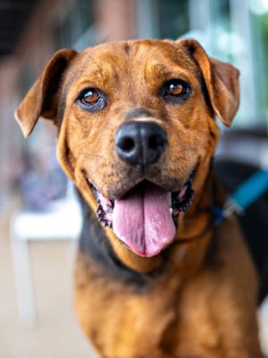 Liberty is a two-year-old hound mix as sweet and gentle as they come She adores pets and attention