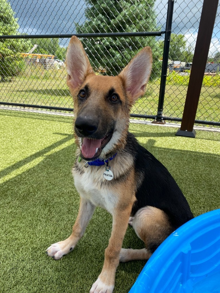 Freida