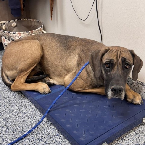 Bambi, an adoptable Mixed Breed in Great Falls, MT, 59404 | Photo Image 1