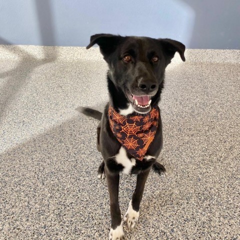 Lacuna, an adoptable Mixed Breed in Great Falls, MT, 59404 | Photo Image 1