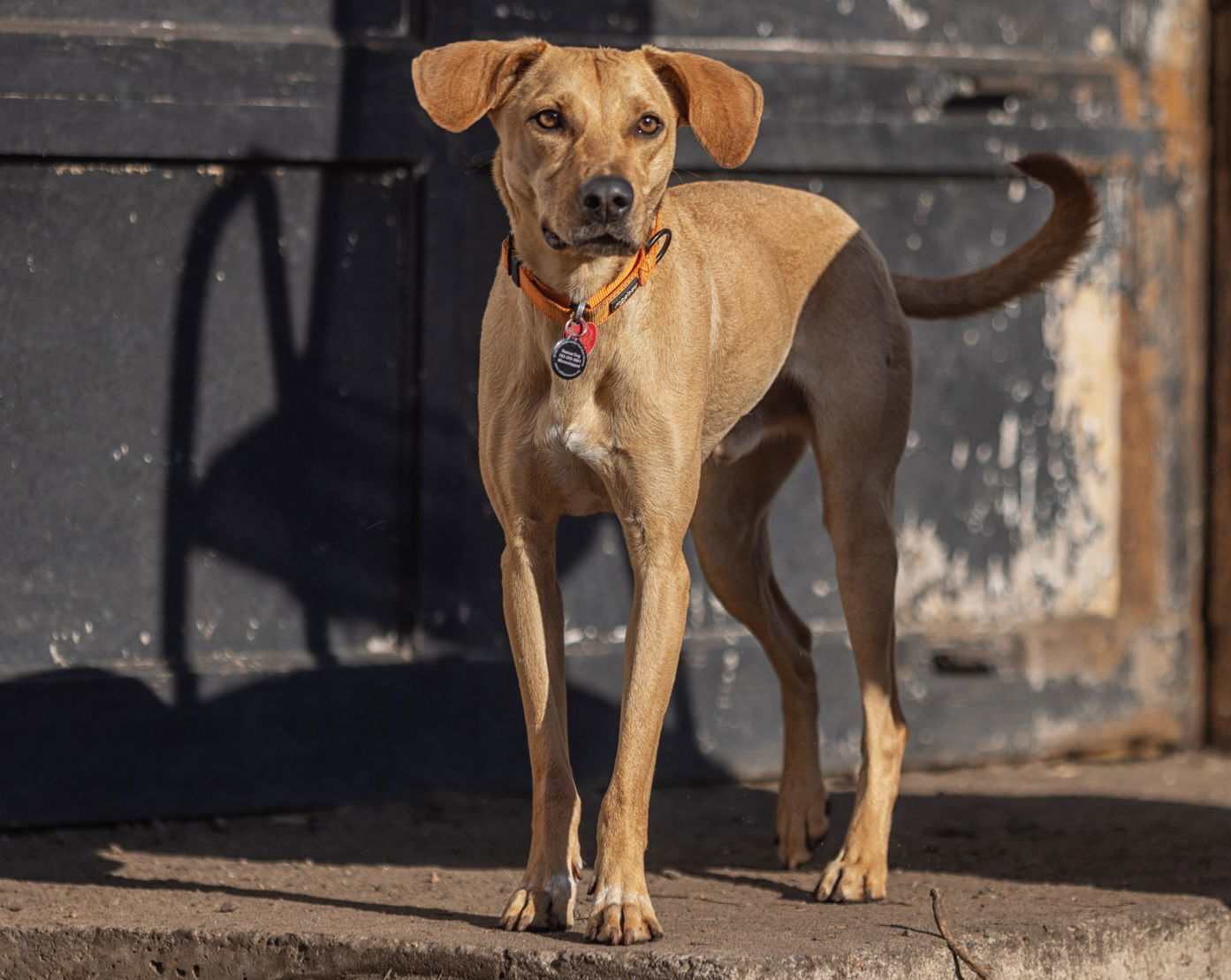 Ruso Cozumel, an adoptable Black Mouth Cur, Labrador Retriever in Duluth, MN, 55802 | Photo Image 1