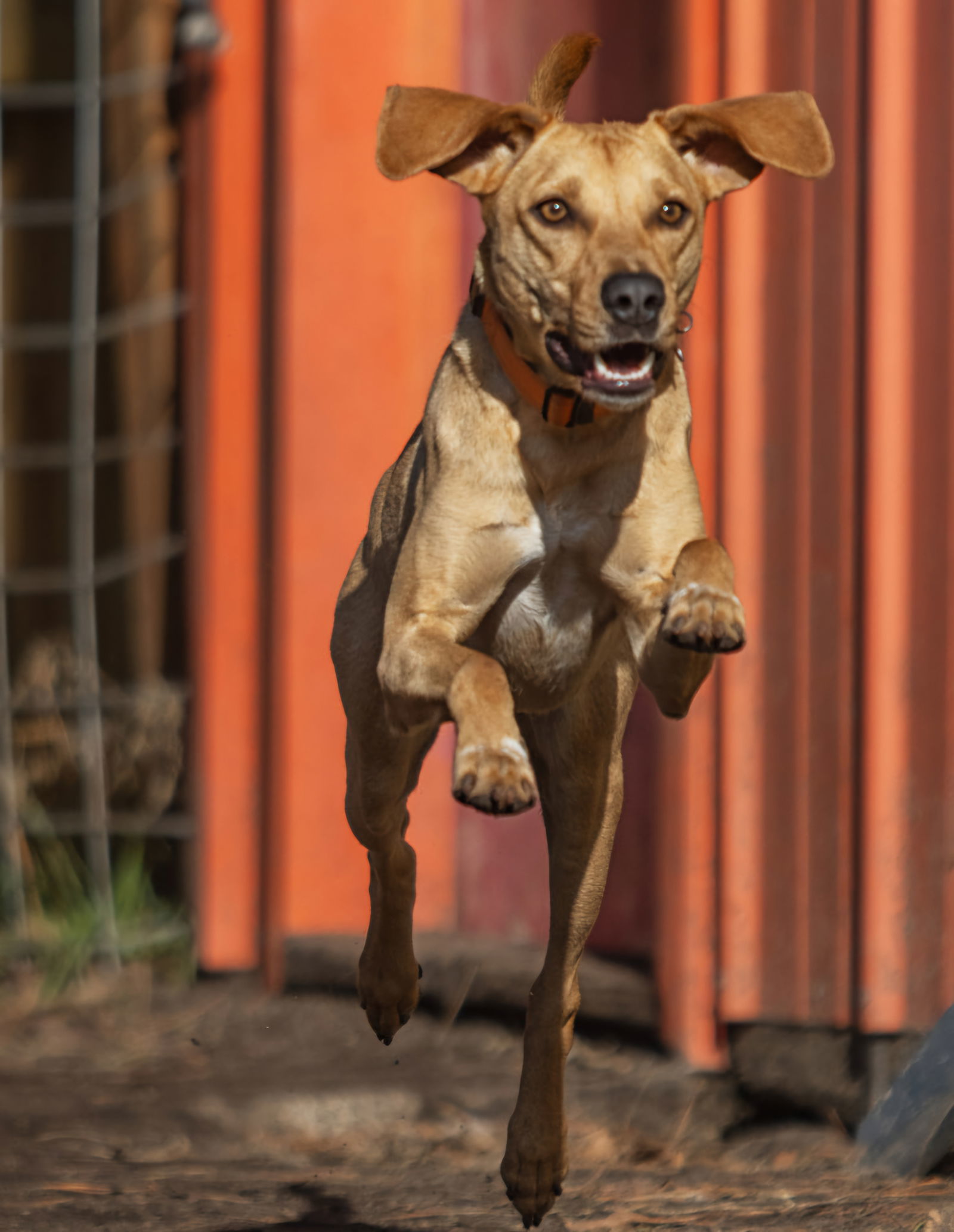 Ruso, an adoptable Labrador Retriever, Black Mouth Cur in Duluth, MN, 55802 | Photo Image 2