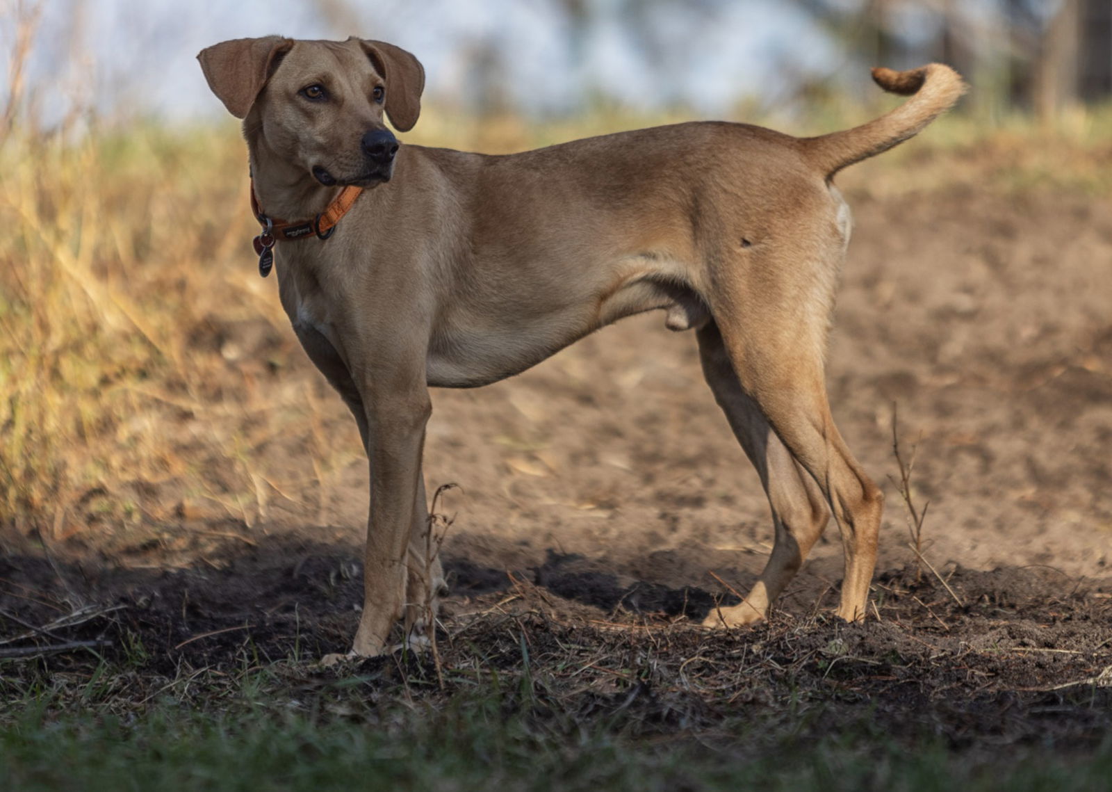 Ruso Cozumel, an adoptable Black Mouth Cur, Labrador Retriever in Duluth, MN, 55802 | Photo Image 3