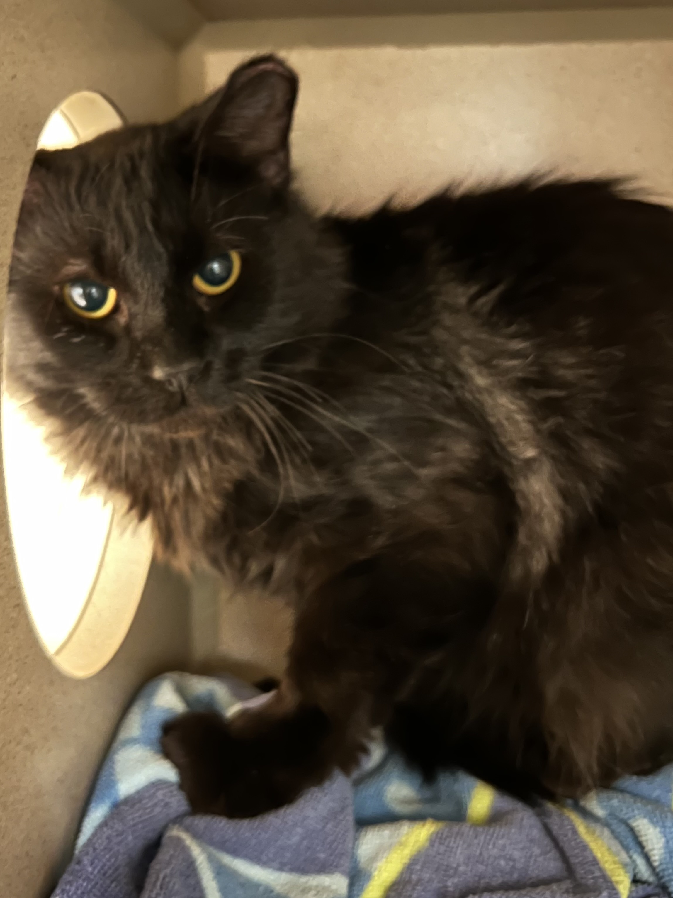 Virgo, an adoptable Domestic Long Hair, Domestic Short Hair in Durango, CO, 81301 | Photo Image 1