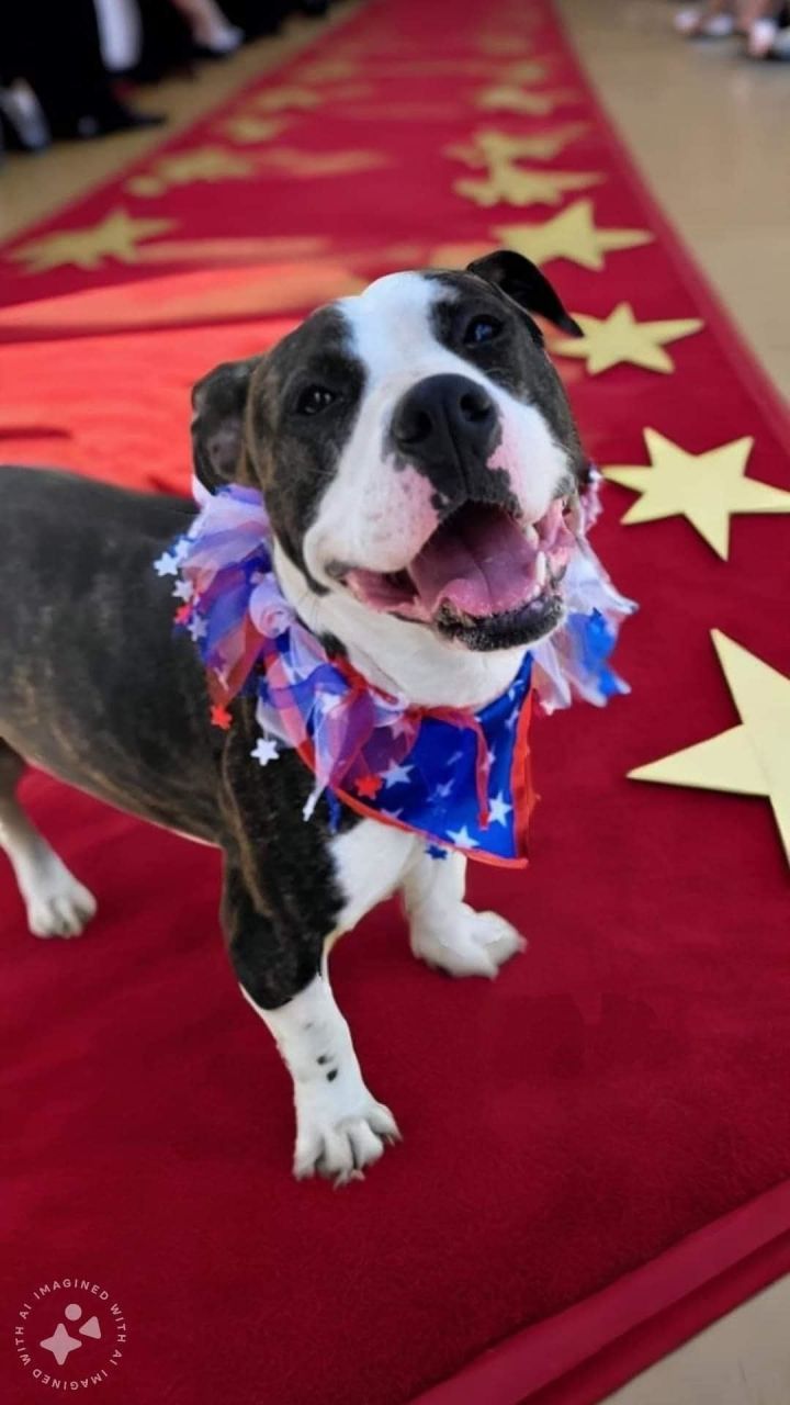 Dog for adoption Tessa, a Pit Bull Terrier Mix in Harbor Springs, MI