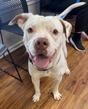 Vinegar Tom, Adult Male Mixed Breed