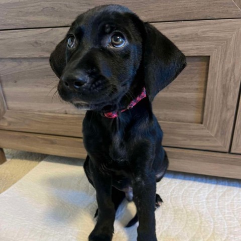 Barley, an adoptable Black Labrador Retriever in Duluth, MN, 55803 | Photo Image 1