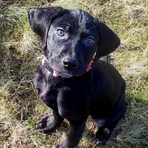 Barley, an adoptable Black Labrador Retriever in Duluth, MN, 55803 | Photo Image 2