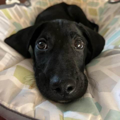 Billy, an adoptable Black Labrador Retriever in Duluth, MN, 55803 | Photo Image 1